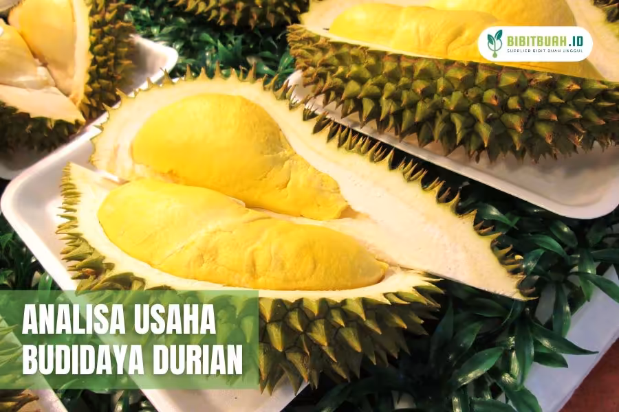 analisa usaha budidaya durian