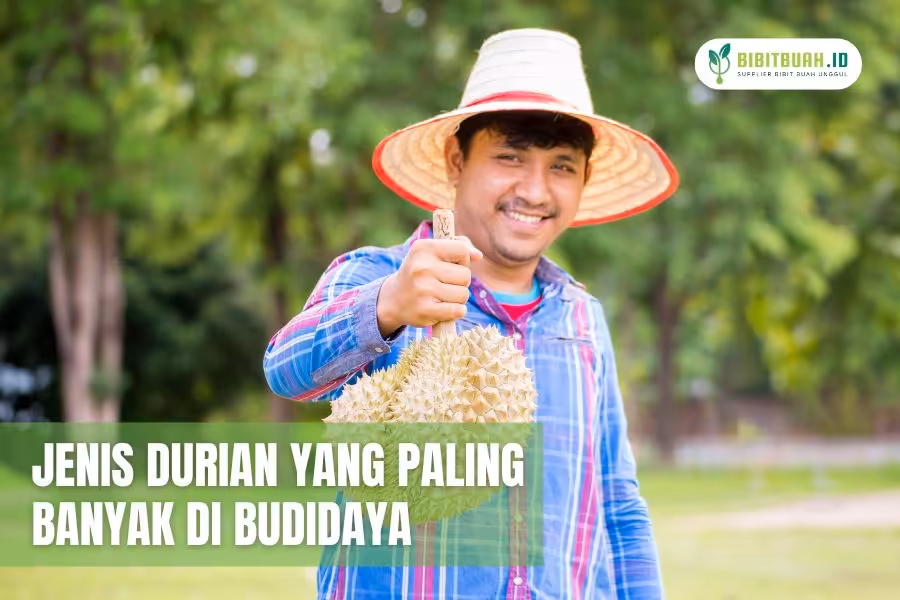 jenis budidaya durian matahari