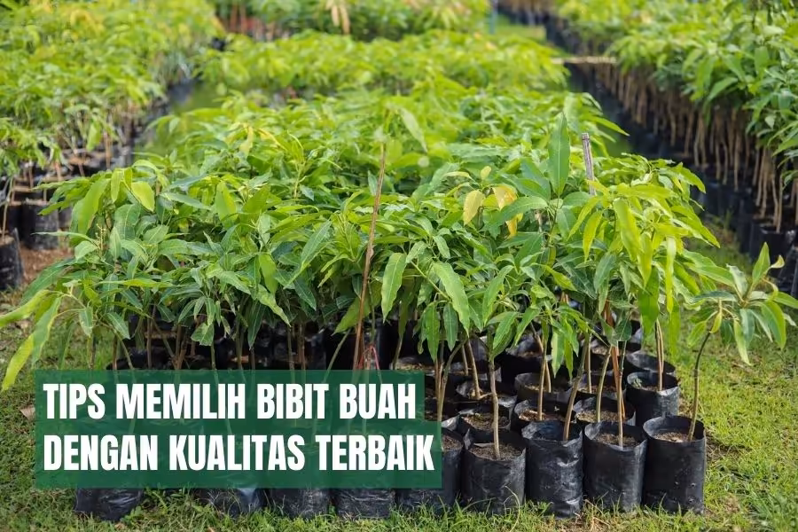 pusat bibit buah kediri