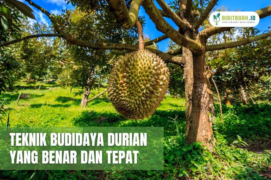 Teknik Budidaya Durian yang Tepat