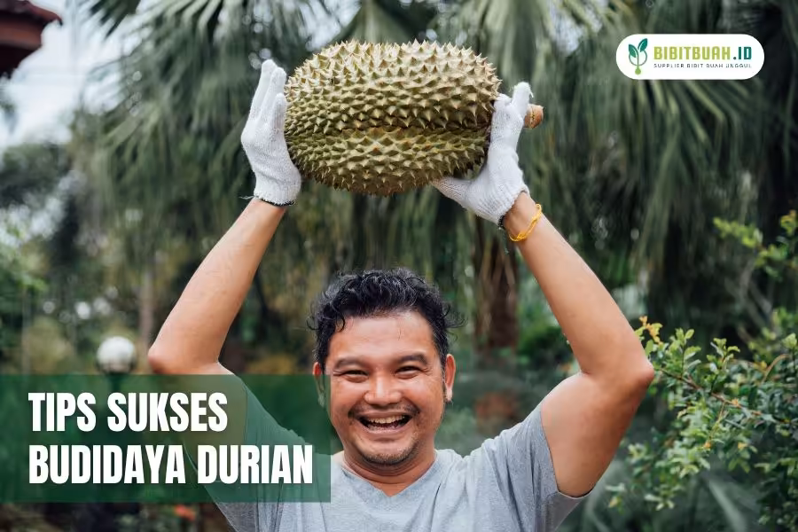 tips sukses budidaya durian unggul