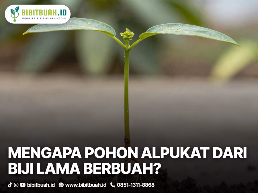 01-mengapa-menanam-alpukat-dari-biji-butuh-waktu-lebih-lama
