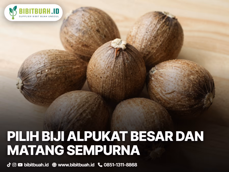 02-bagaimana-cara-memilih-biji-alpukat-yang-layak-ditanam