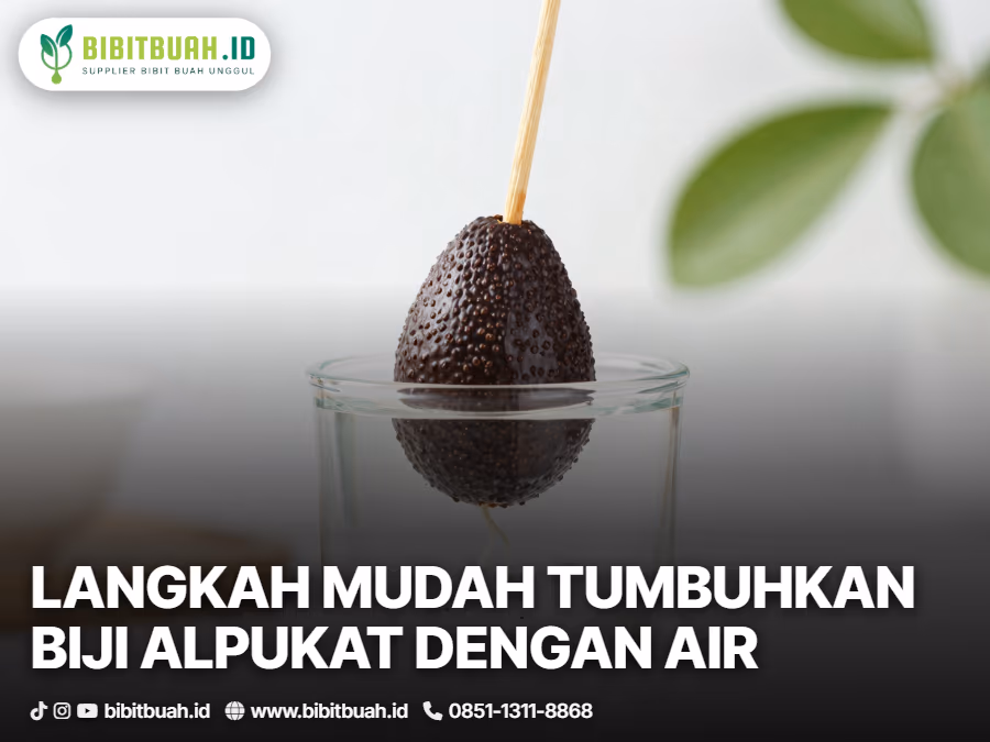 03-bagaimana-cara-menumbuhkan-biji-alpukat-menggunakan-media-air