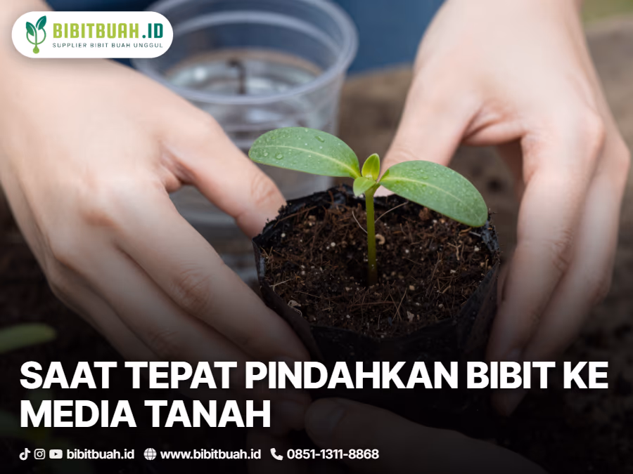 04-kapan-waktu-terbaik-memindahkan-bibit-biji-ke-media-tanah
