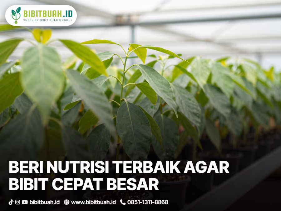 05-bagaimana-cara-merawat-bibit-alpukat-dari-biji-agar-cepat-besar