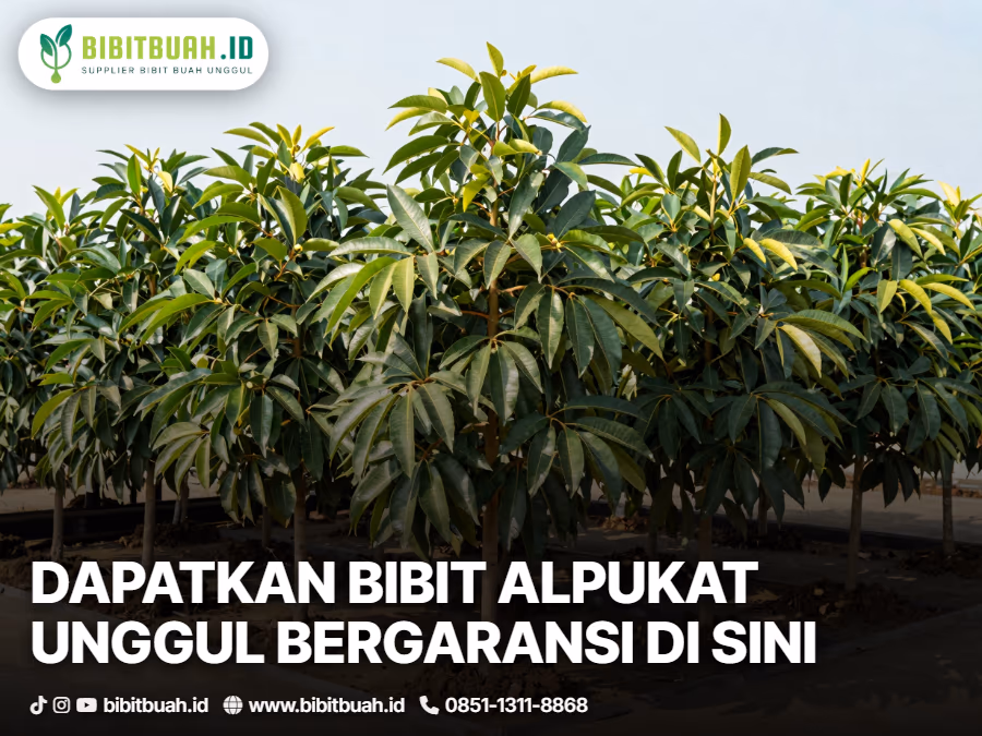 06-tempat-membeli-bibit-alpukat-unggul-bergaransi