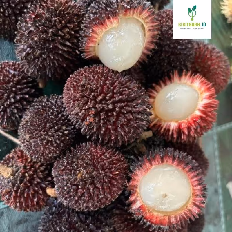 buah pulasan unggul harga terjangkau