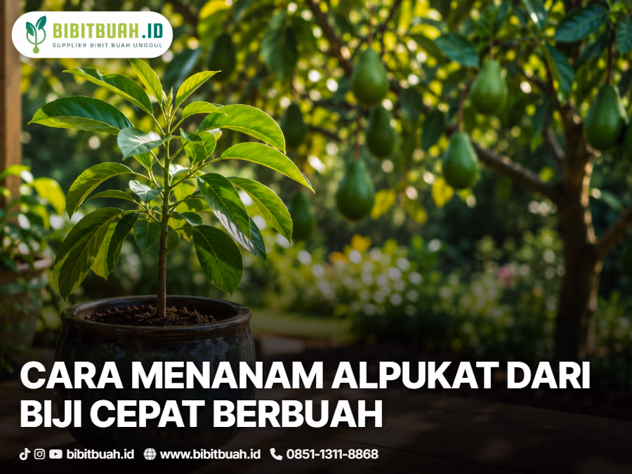 cara menanam alpukat dari biji