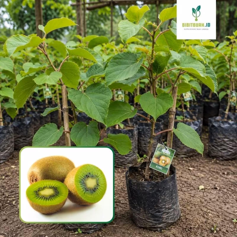 jual bibit kiwi