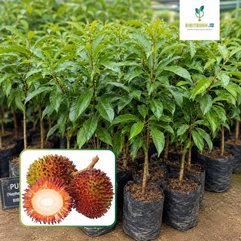jual bibit pulasan