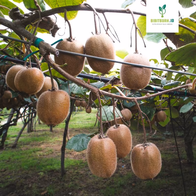 tanaman buah kiwi