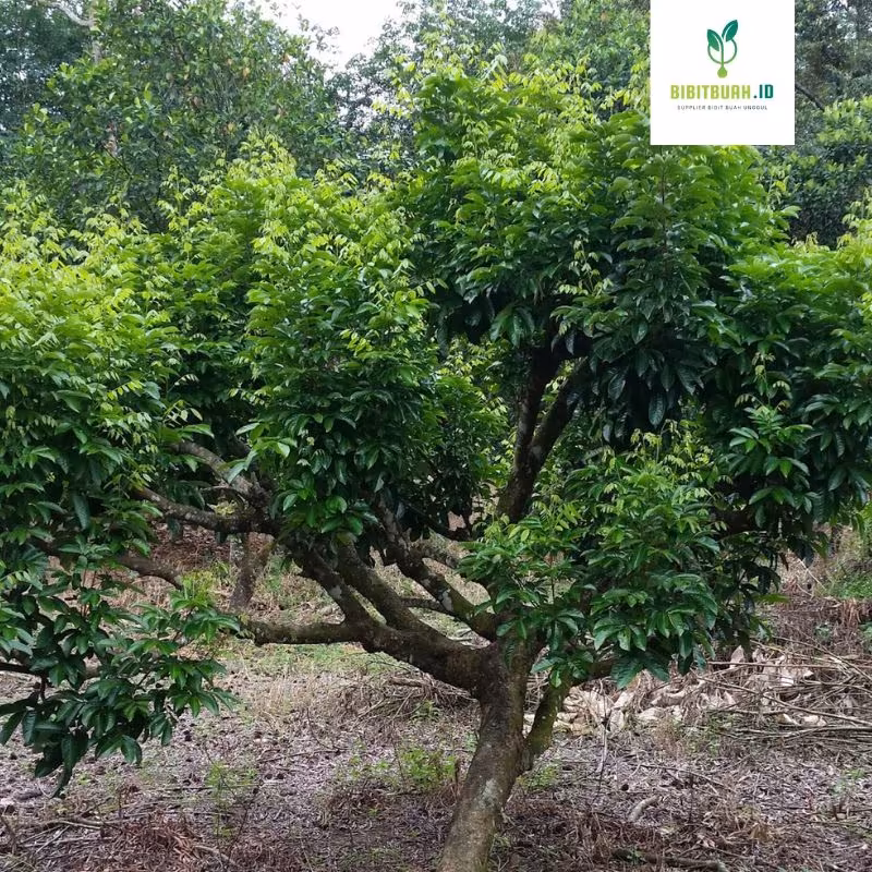 tanaman buah pulasan